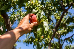 Insider Secrets: Uncovering the Signs of Ripeness in Fresh Produce