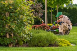 The Ultimate Guide to Weed Control for Creeping Charlie